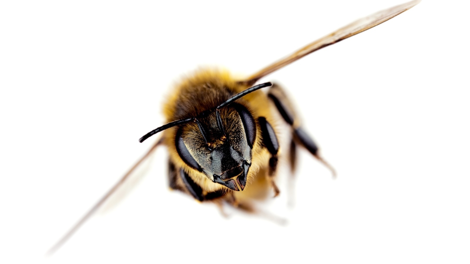 Пчела на белом фоне макросъемка