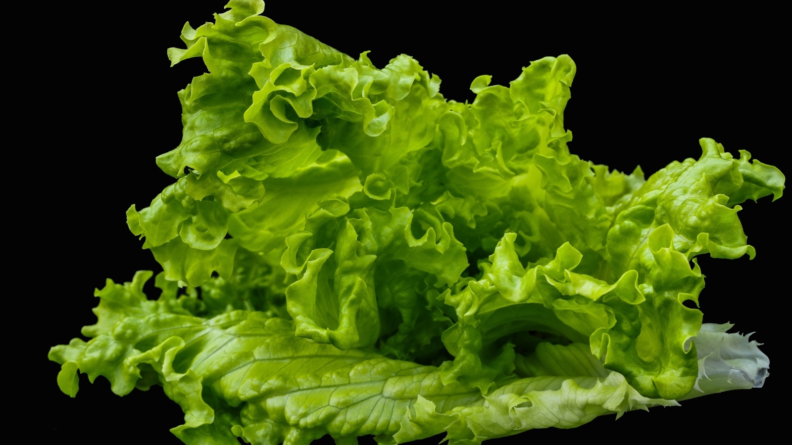 Зеленые листья салата на черном фоне