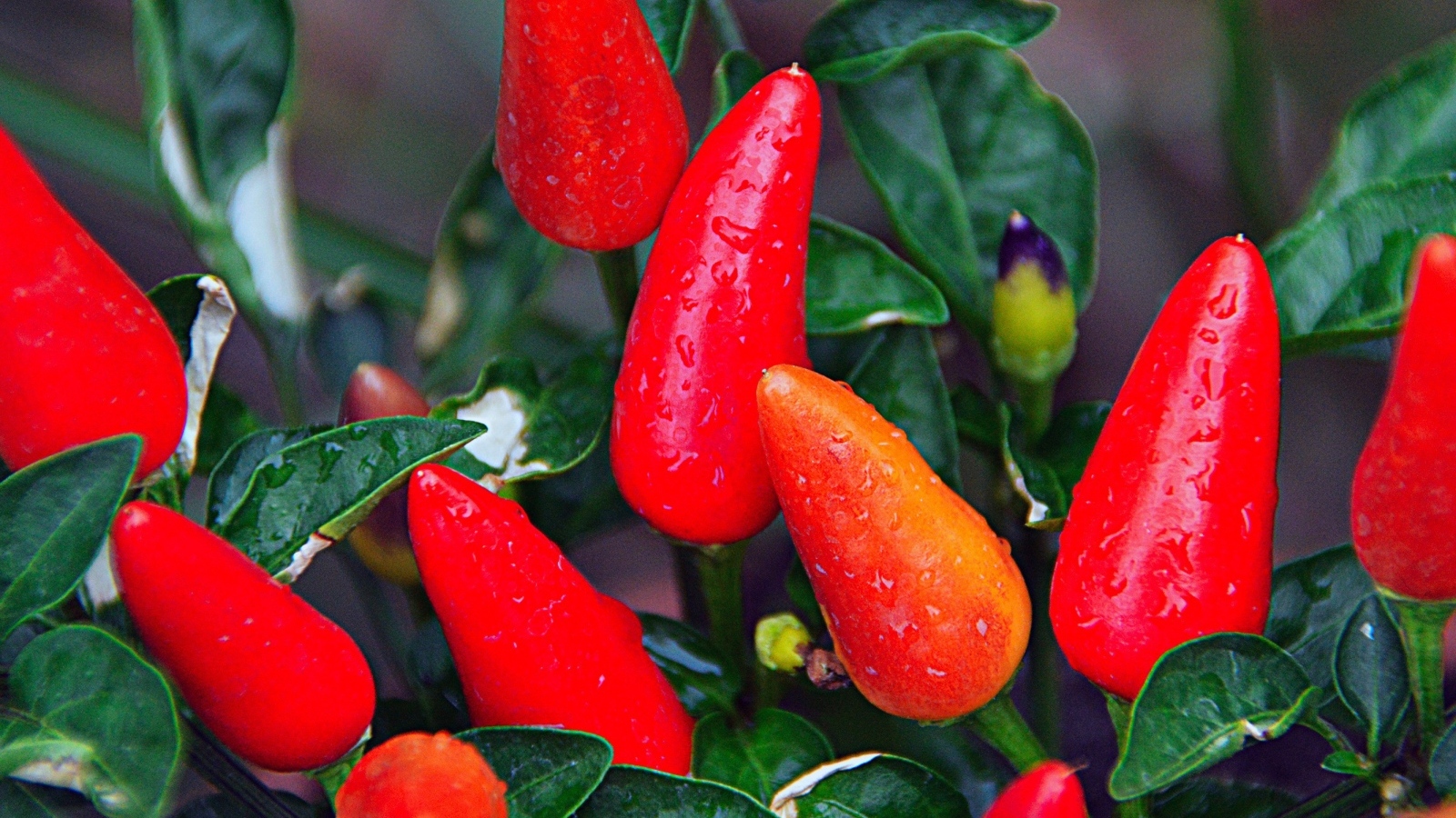 Мокрый красный перец крупным планом