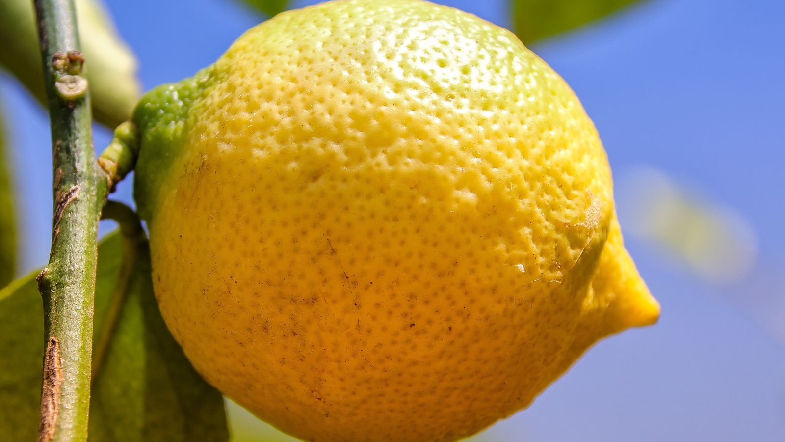 Большой желтый лимон висит на ветке