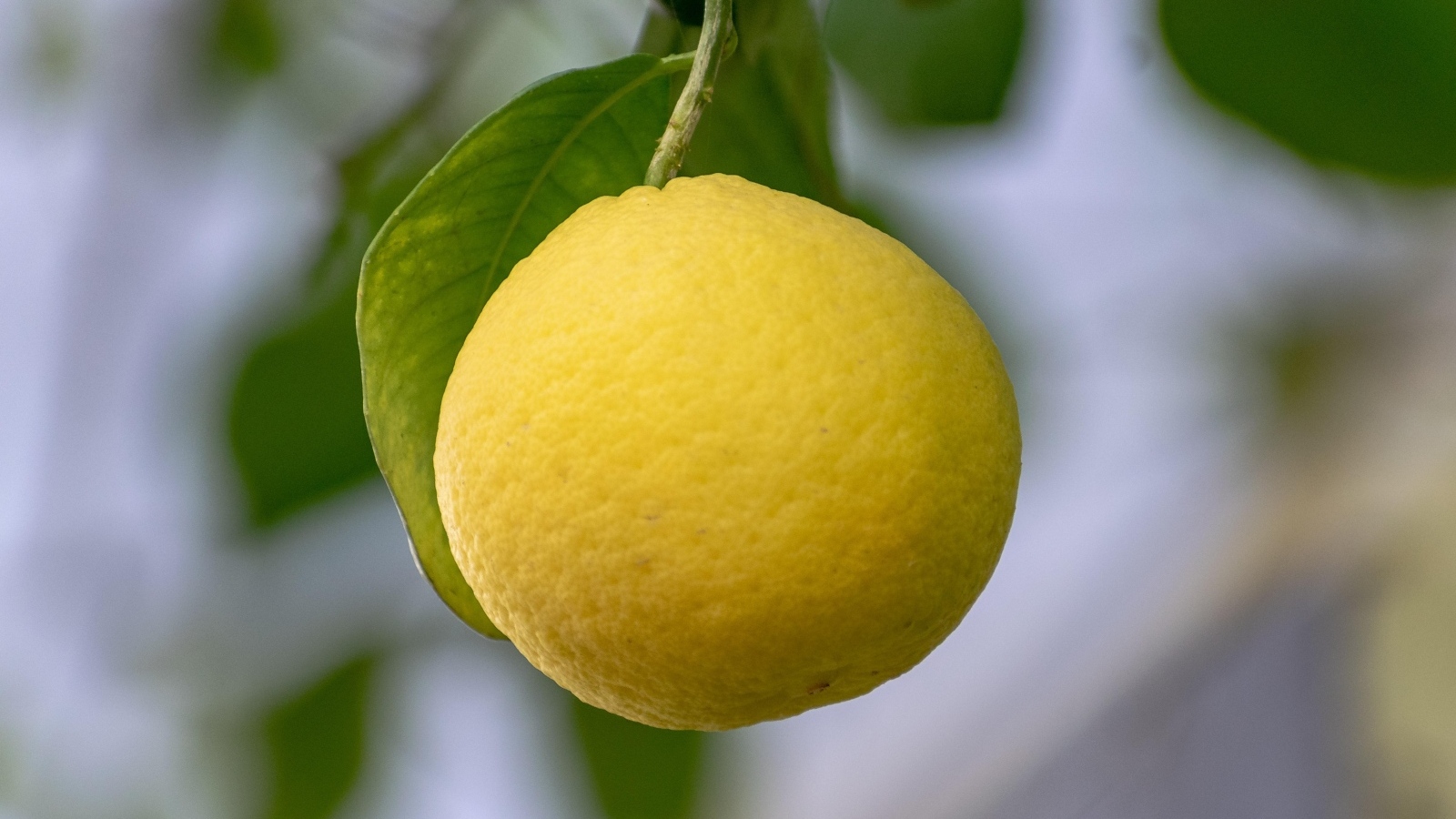 Желтый лимон висит на ветке 