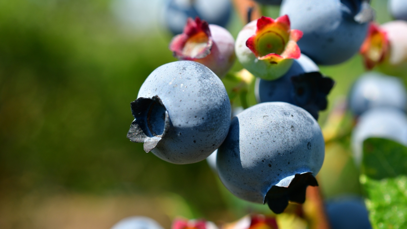 Ягоды черники на ветке крупным планом