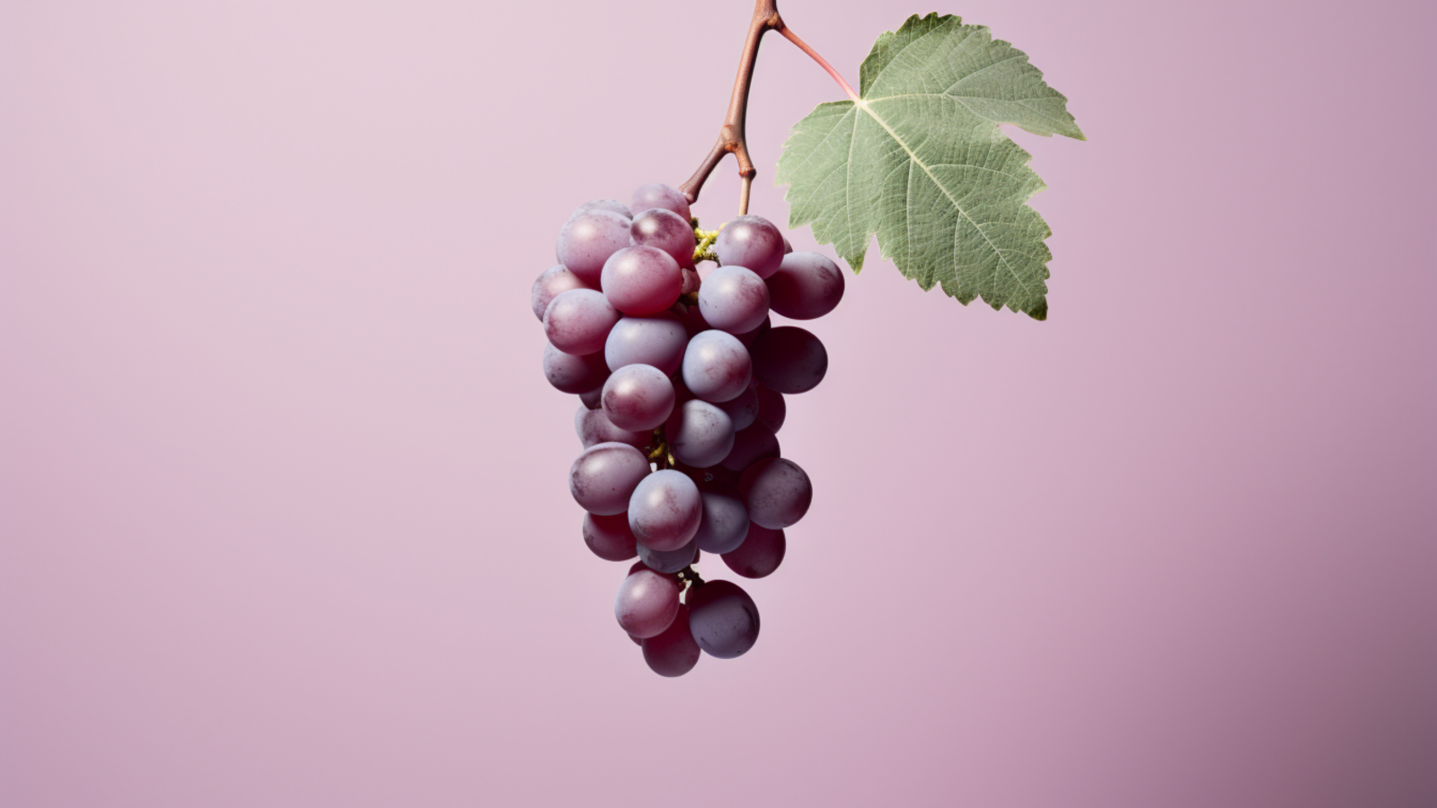 Гроздь винограда на сиреневом фоне