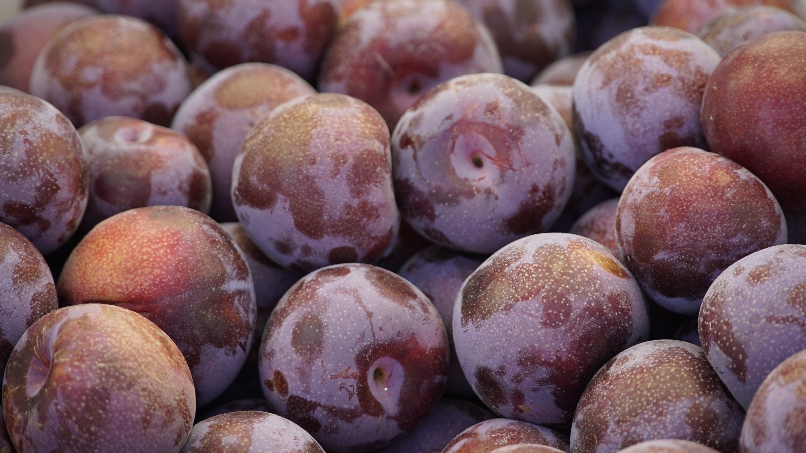 Много розовых слив крупным планом