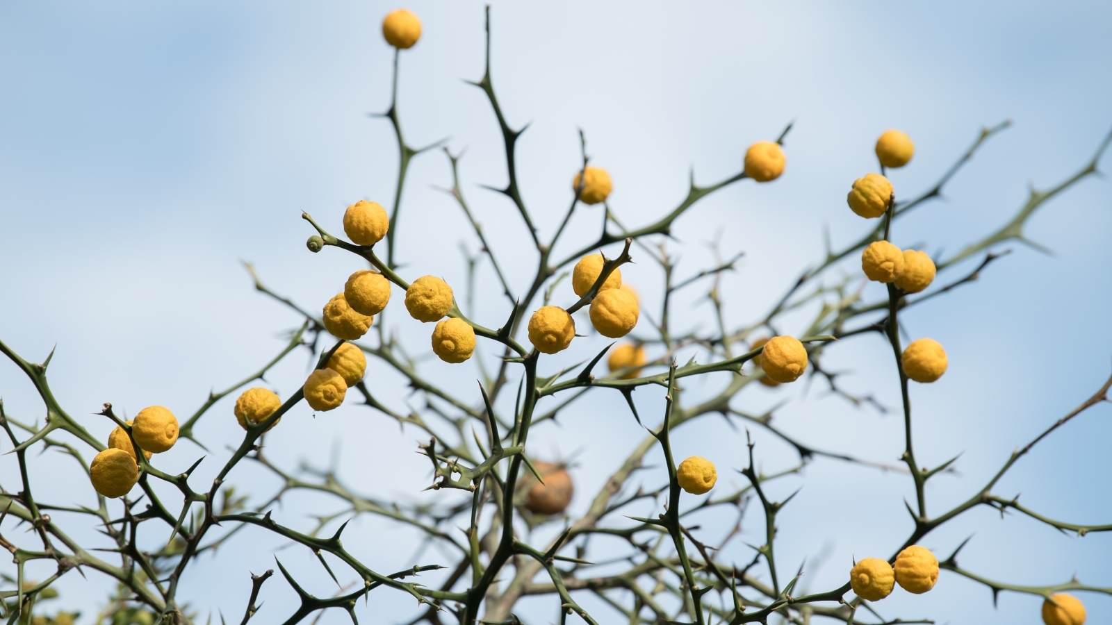 Желтые лимоны на ветках дерева на фоне неба