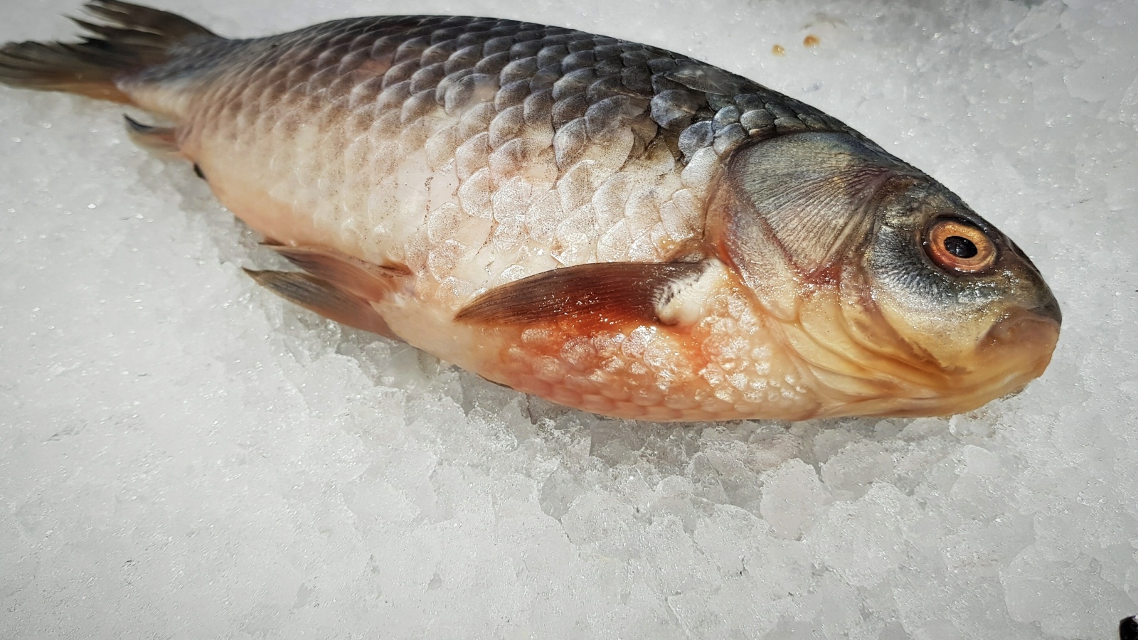 Карась лежит на мелком льду