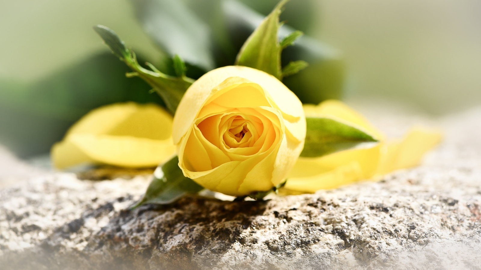 Желтая роза лежит на камне