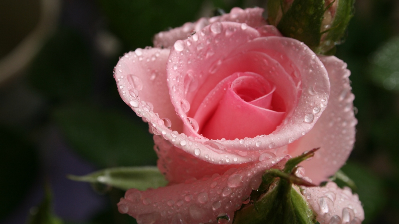 Красивая нежная розовая роза с каплями росы на лепестках