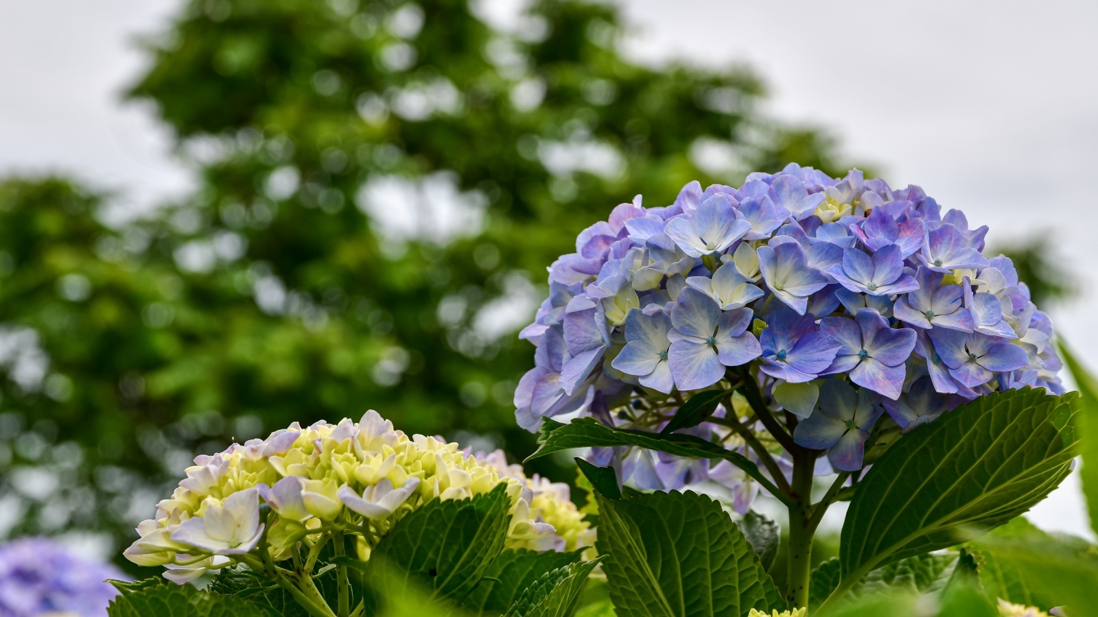 Красивые цветы гортензии распускаются на клумбе
