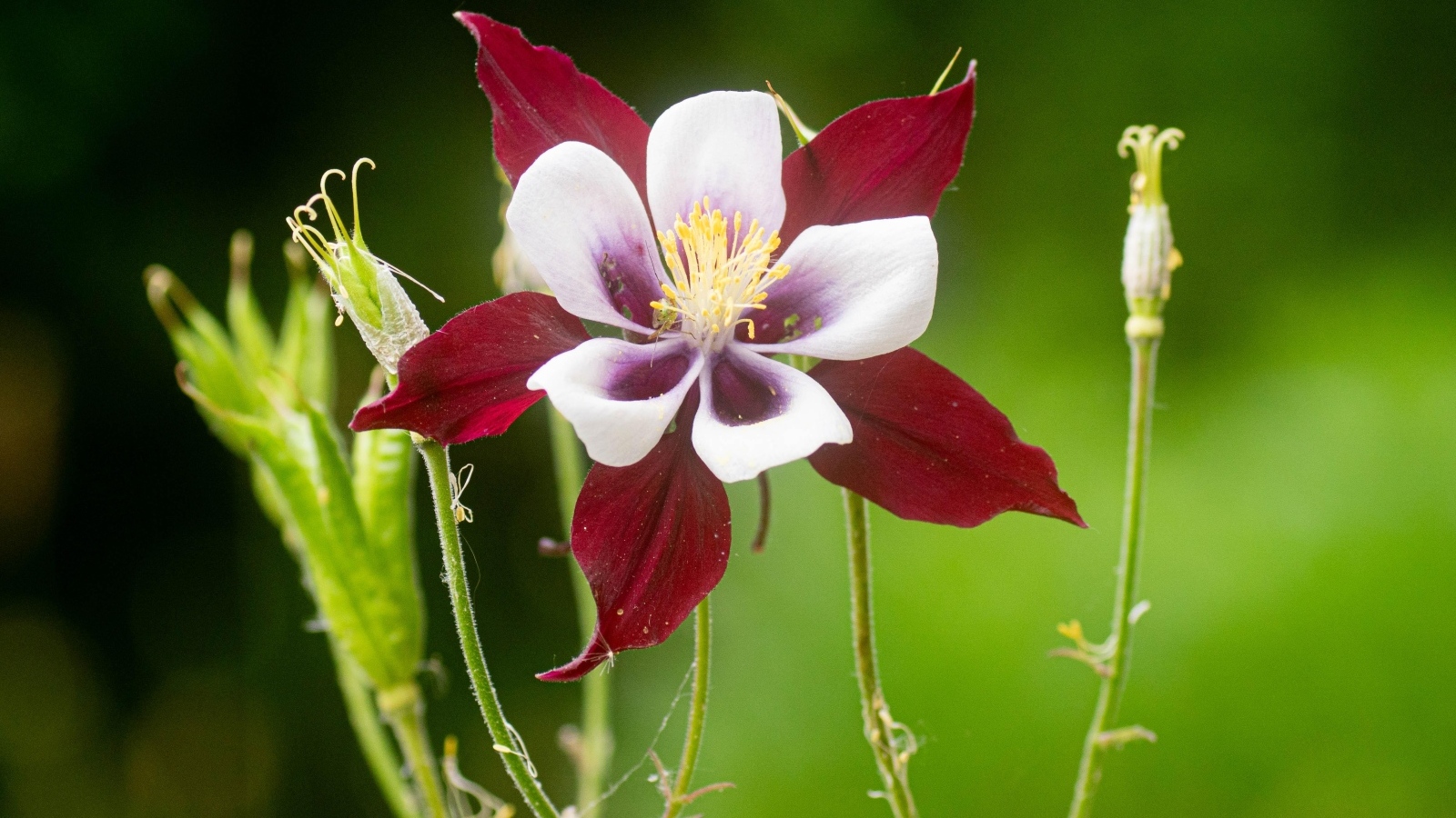 Красивый красный цветок водосбор крупным планом