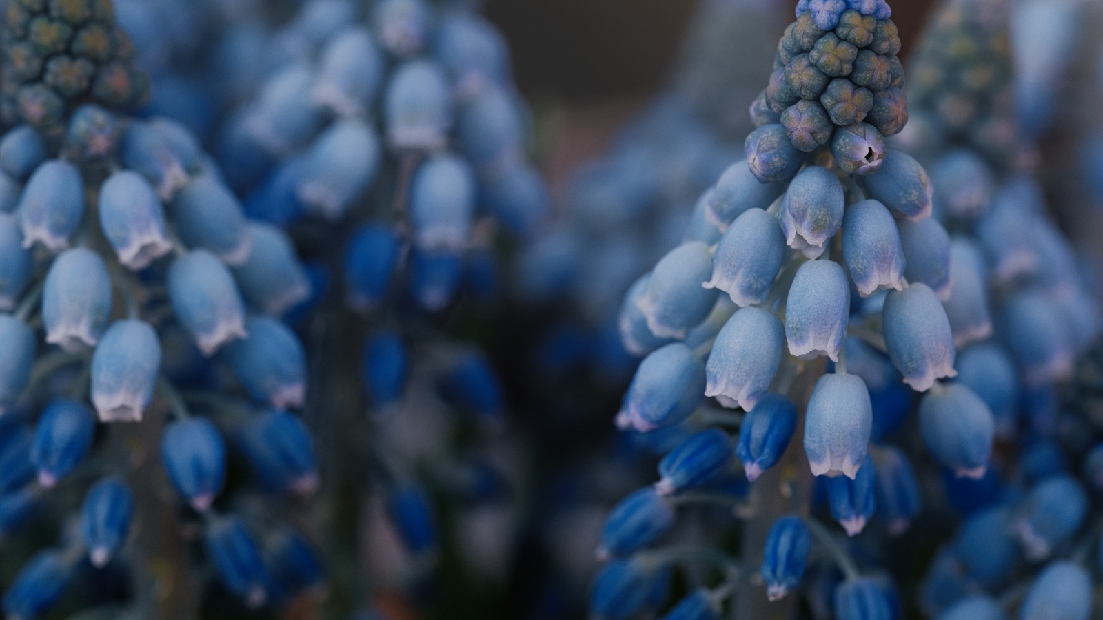 Голубые весенние цветы мускари крупным планом