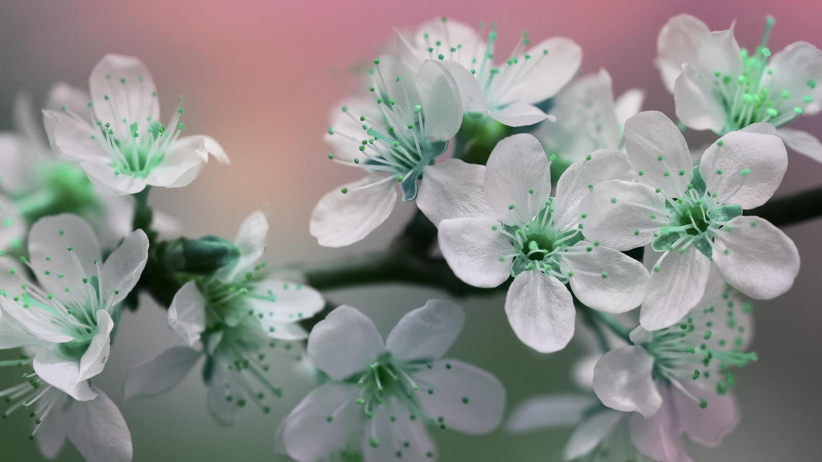 Цветы вишни с белыми лепестками на ветке дерева