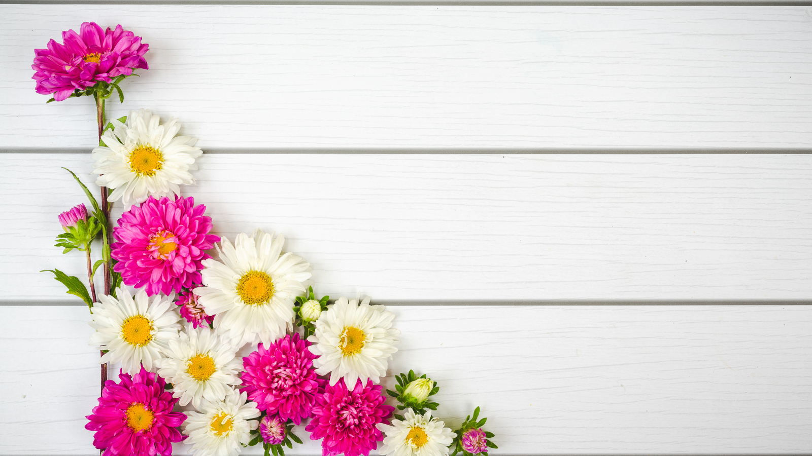 Декор из белых и розовых цветов астры на белом фоне