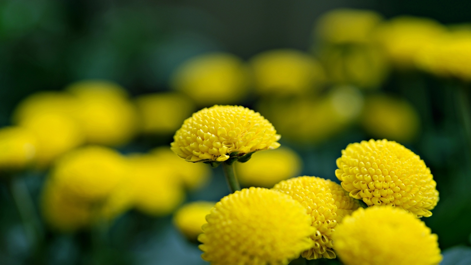 Нежные желтые хризантемы крупным планом