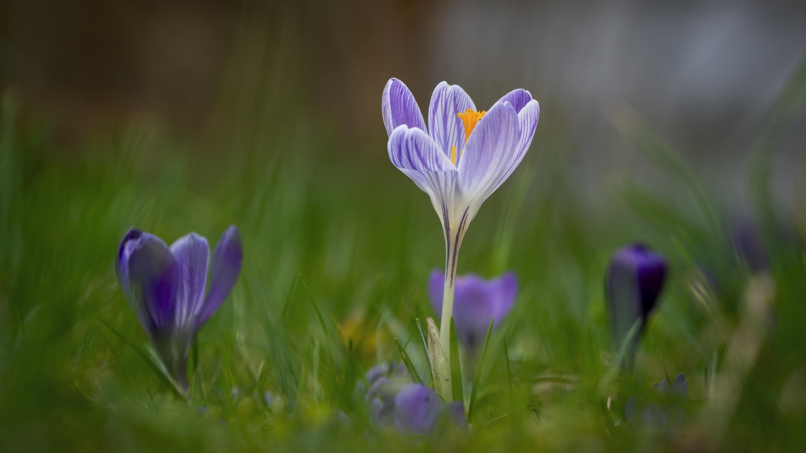 Свежие полевые крокусы весной