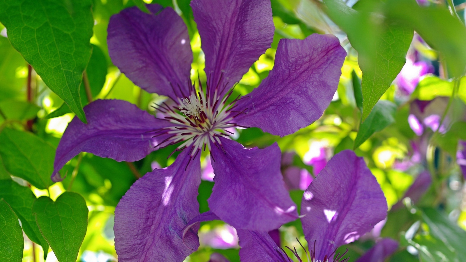 Большие фиолетовые цветы клематиса крупным планом