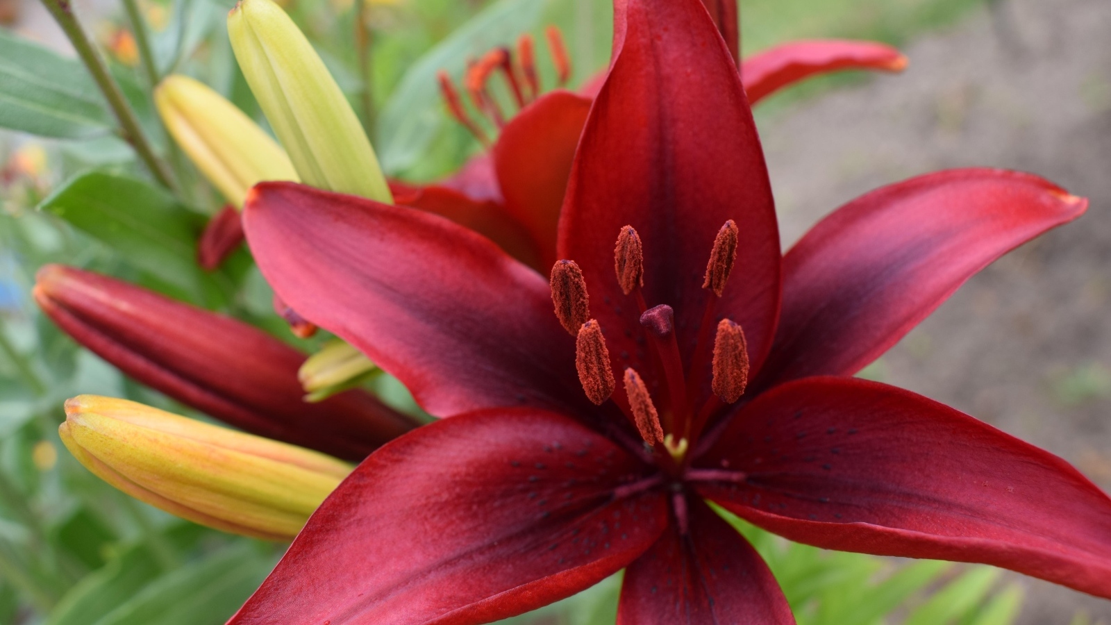 Большие красные лилии с бутонами на клумбе