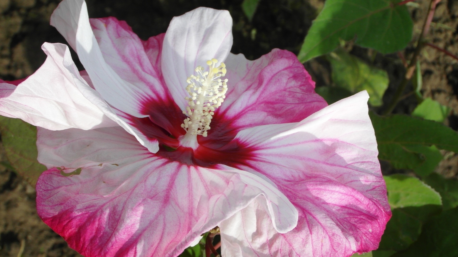 Большой бело-розовый цветок гибискуса