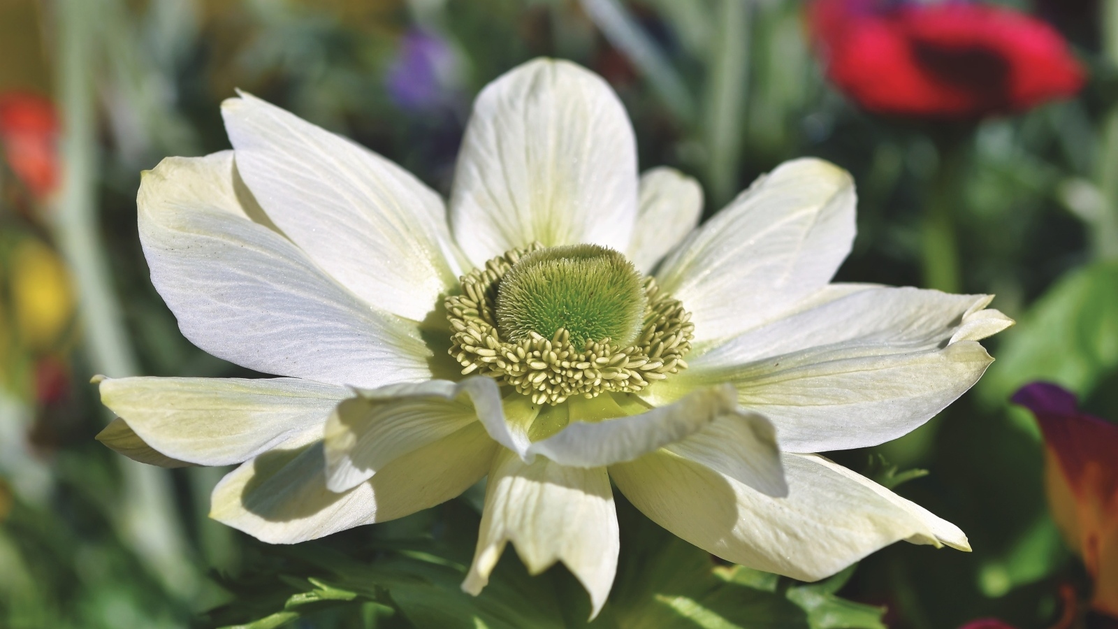 Крупный белый цветок анемона на клумбе