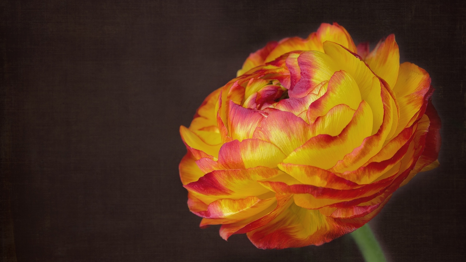 Оранжевый цветок лютика крупным планом на сером фоне