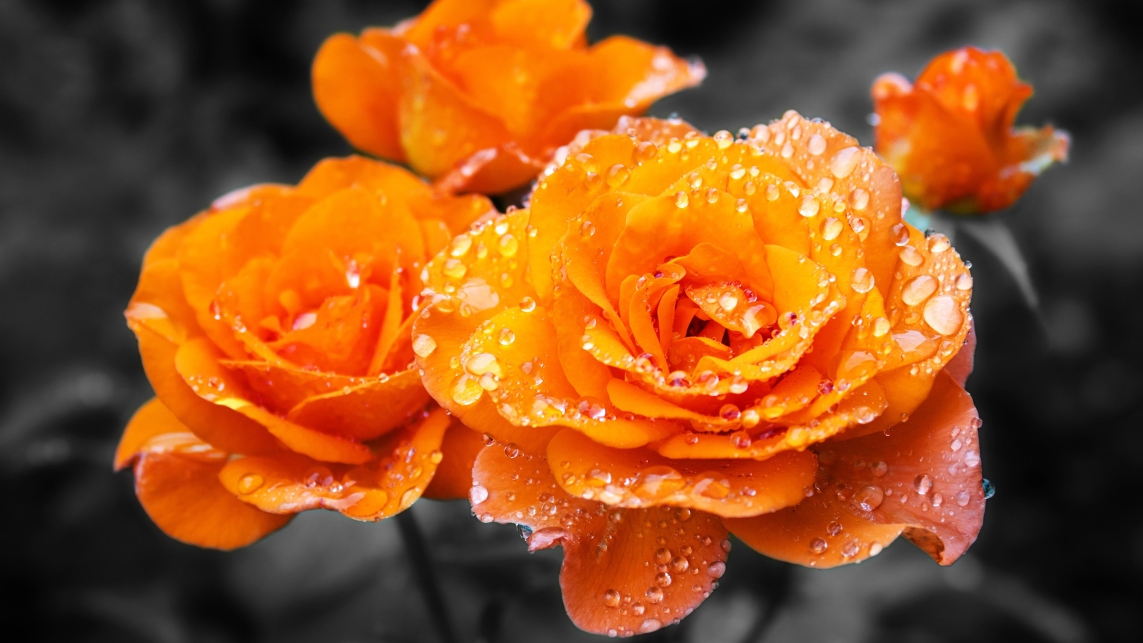 Оранжевые розы в каплях воды