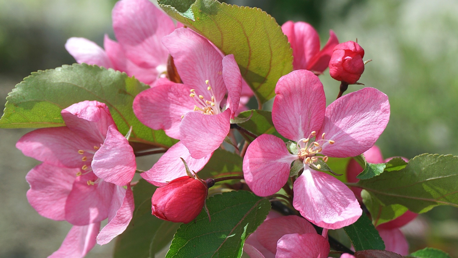 Розовые цветы яблони на дереве весной