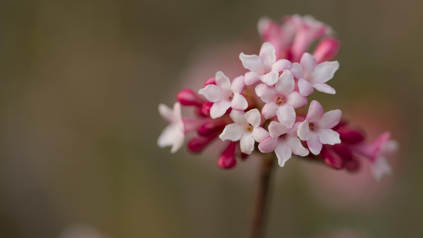 Розовые цветы калины Фаррера