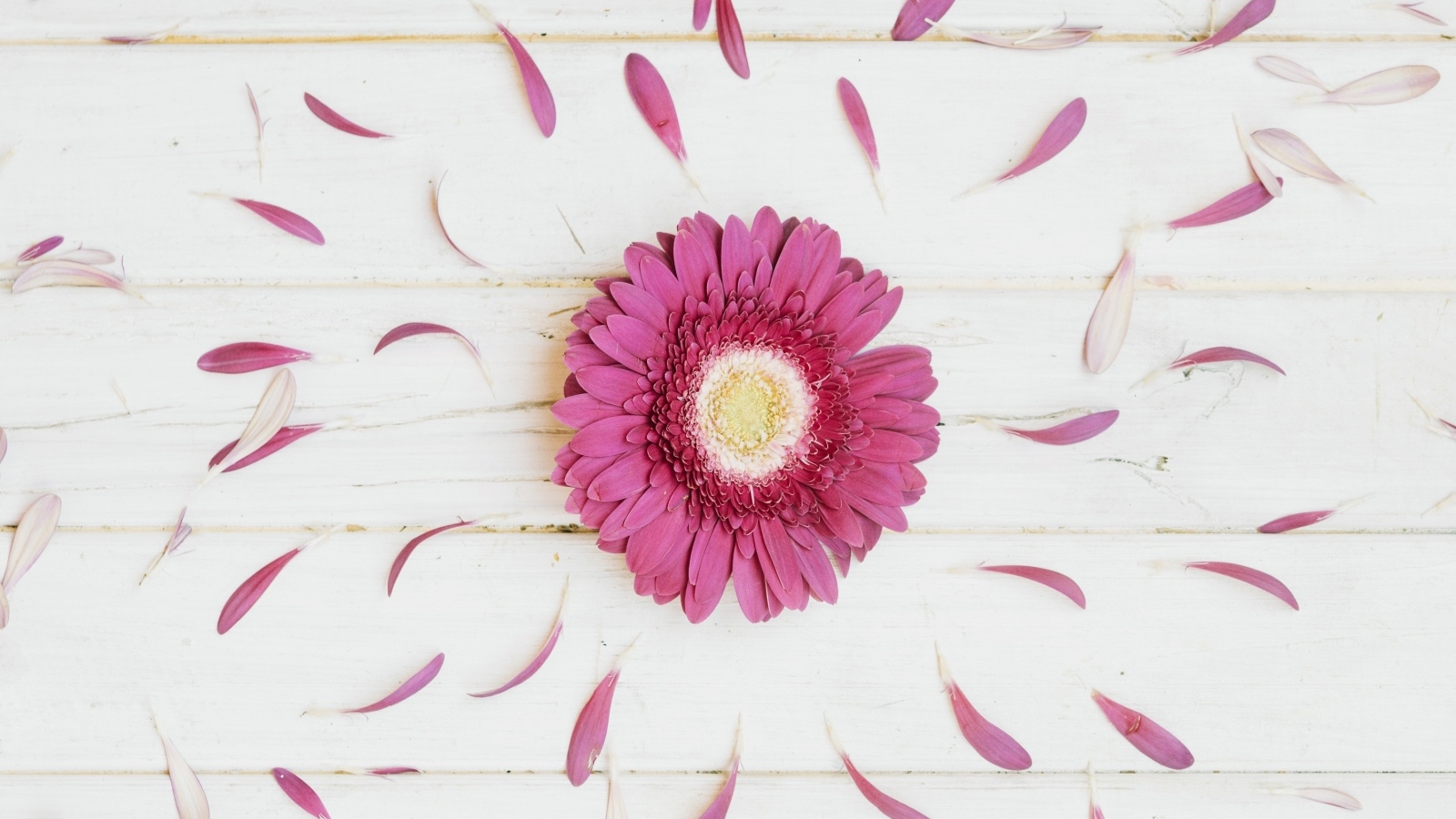 Розовая гербера с оборванными лепестками на деревянном столе