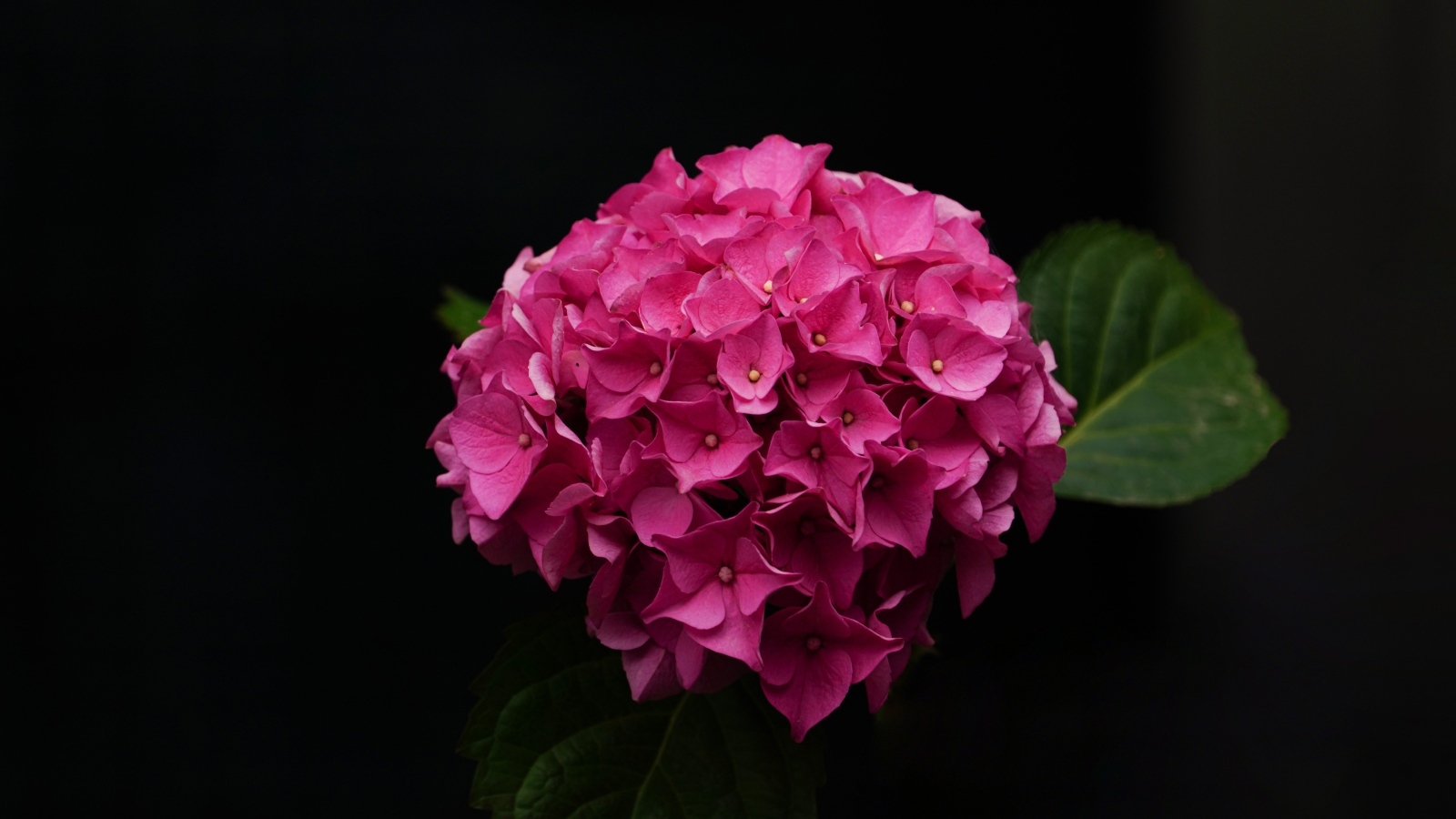 Розовая гортензия на черном фоне
