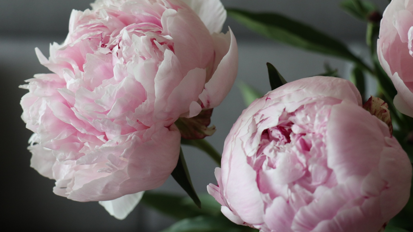 Розовые пионы в комнате крупным планом