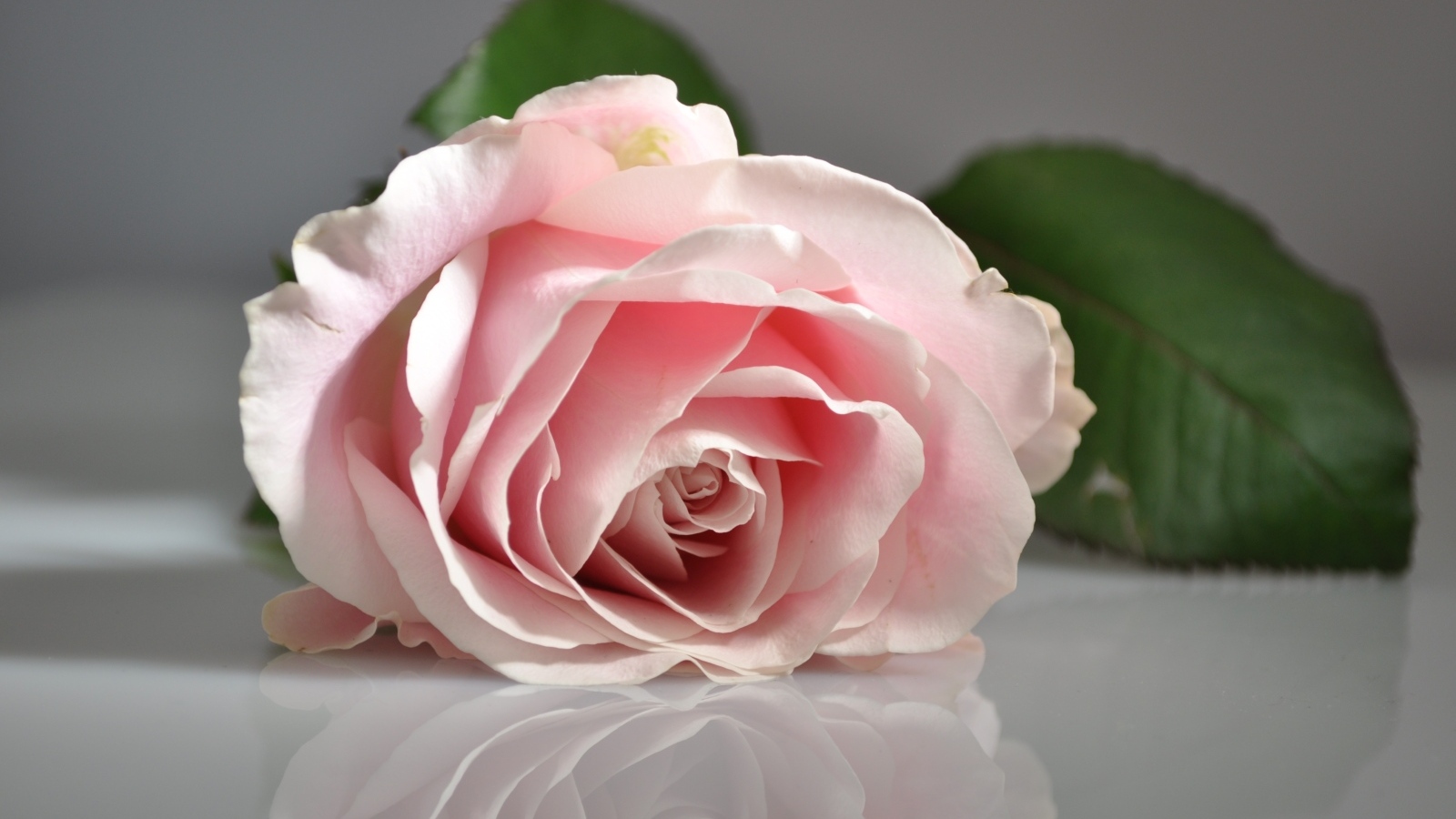 Розовая роза отражается в серой поверхности