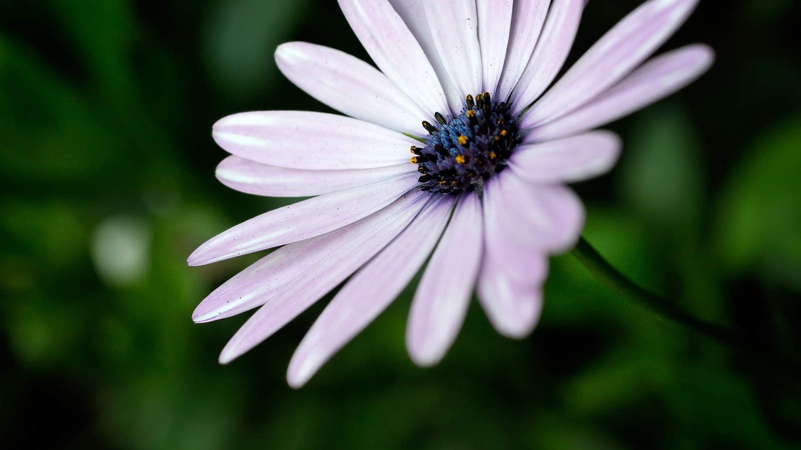 Фиолетовый цветок остеоспермум крупным планом