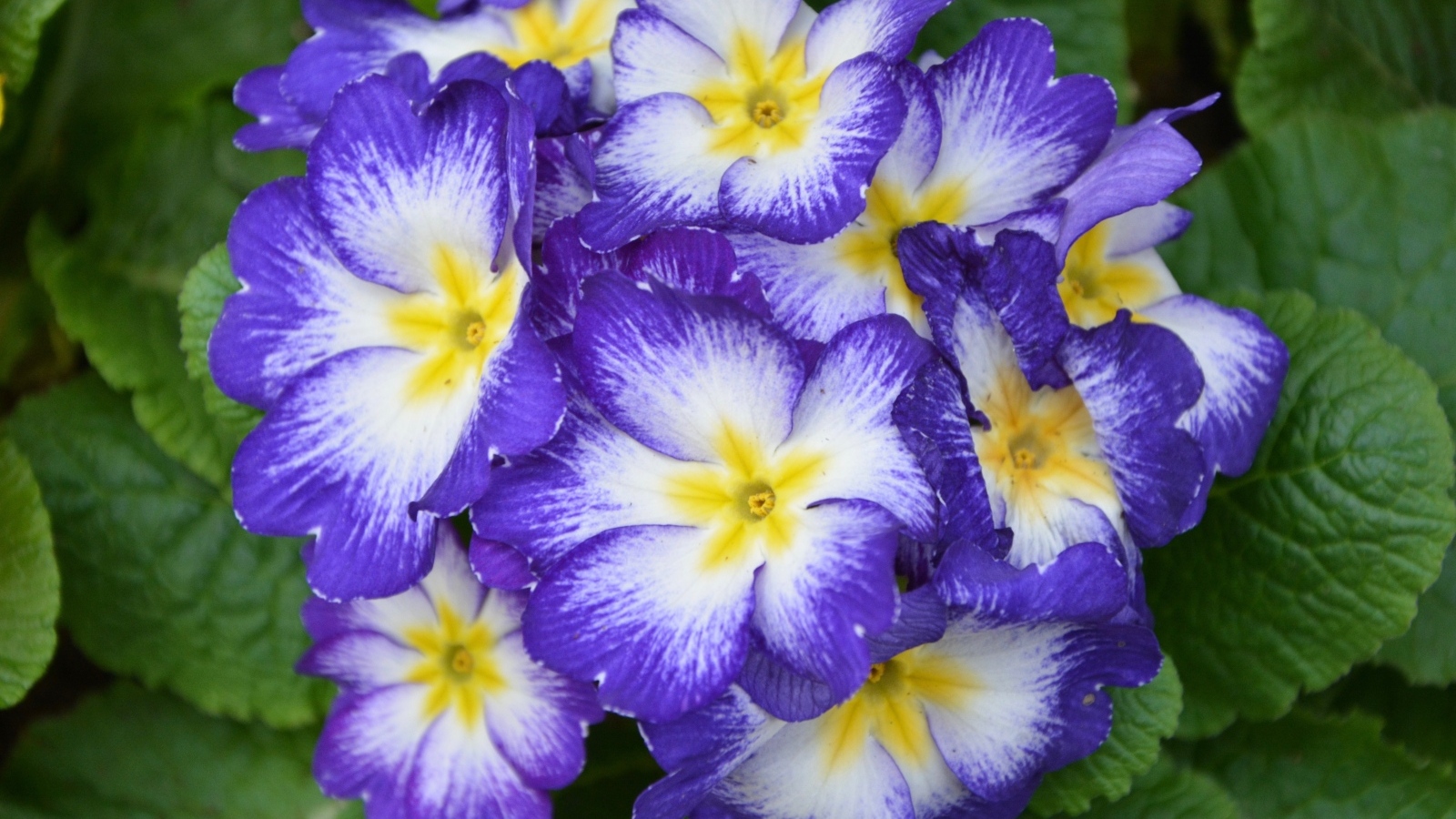 Фиолетовый комнатный цветок примула крупным планом