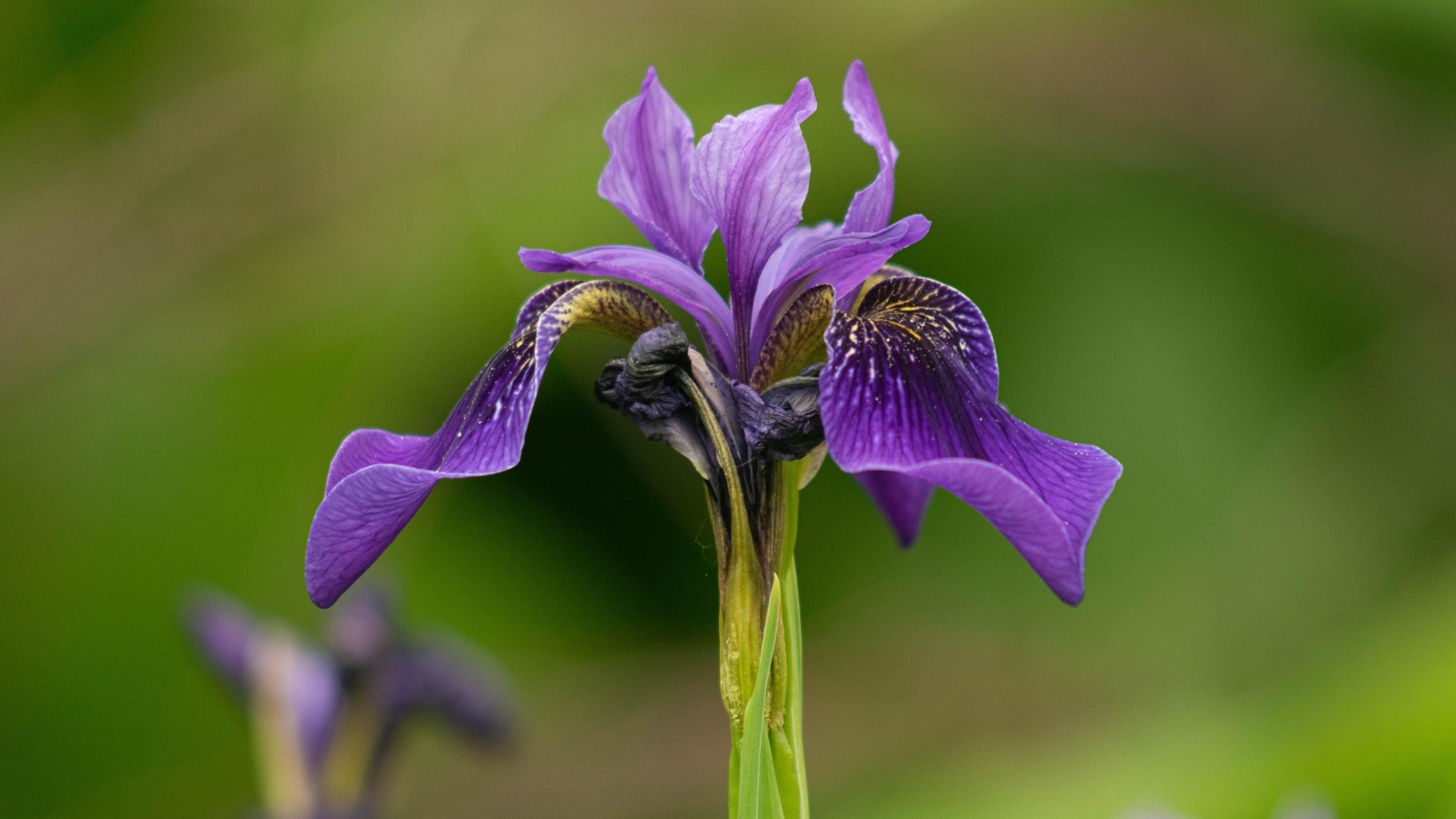 Фиолетовый цветок ириса крупным планом