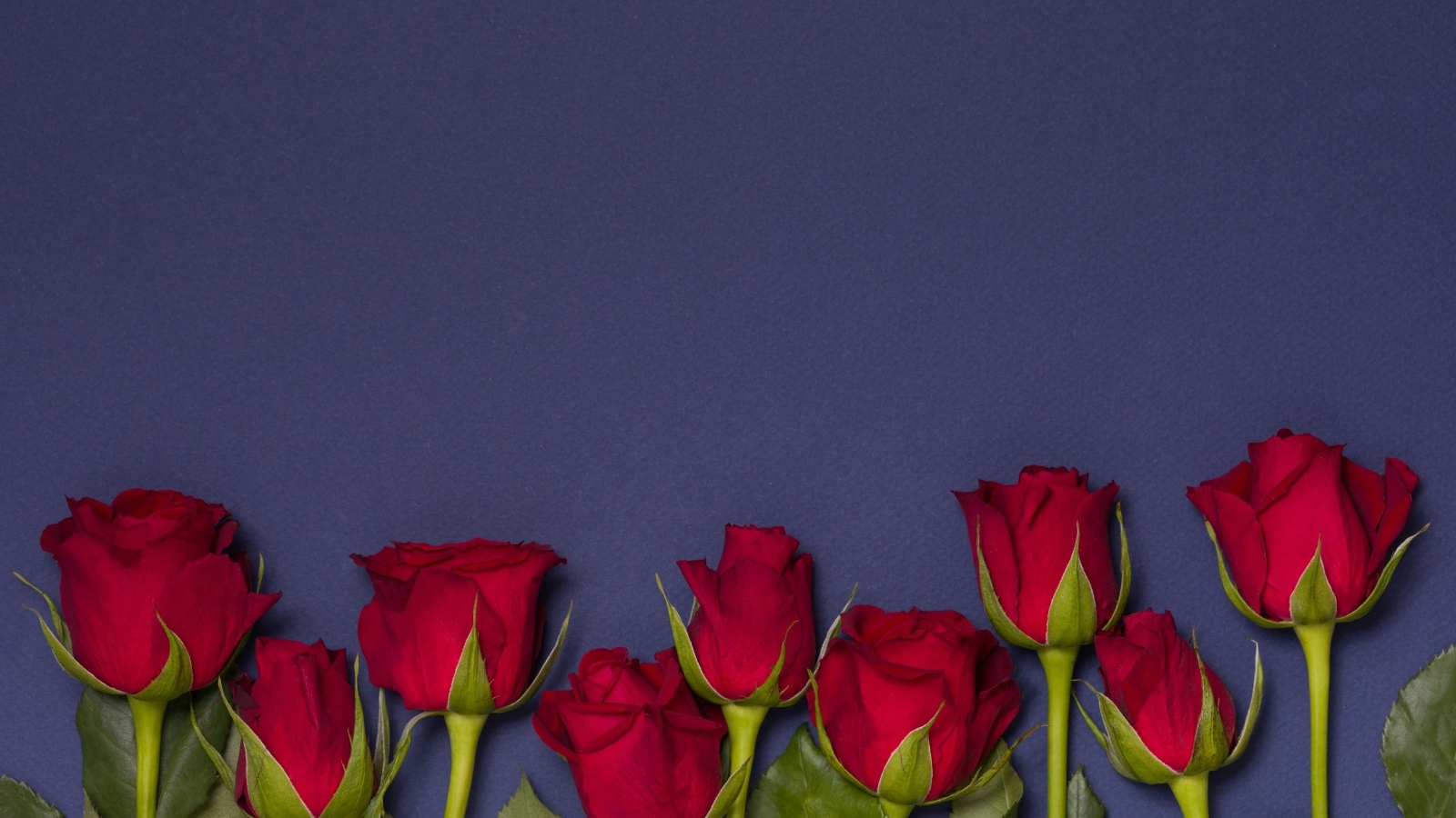 Красные английские розы на синем фоне