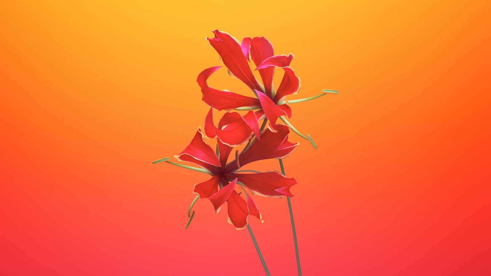 Необычные красные цветы лилии 