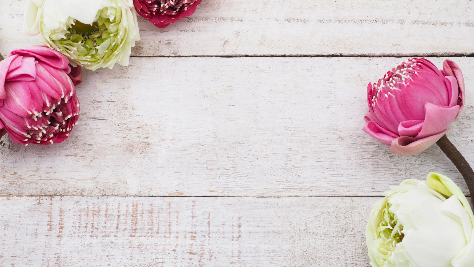 Цветы белого и розового лотоса на деревянном фоне