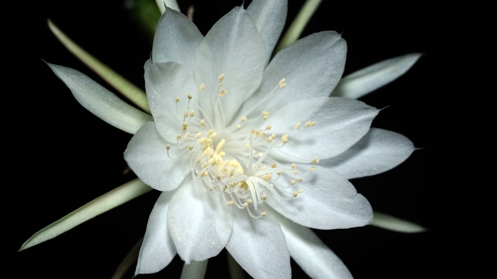 Белый цветок кактуса на черном фоне