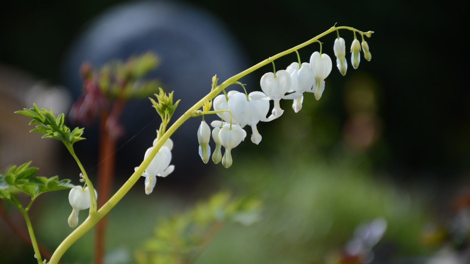 Белые нежные цветы фуксии 
