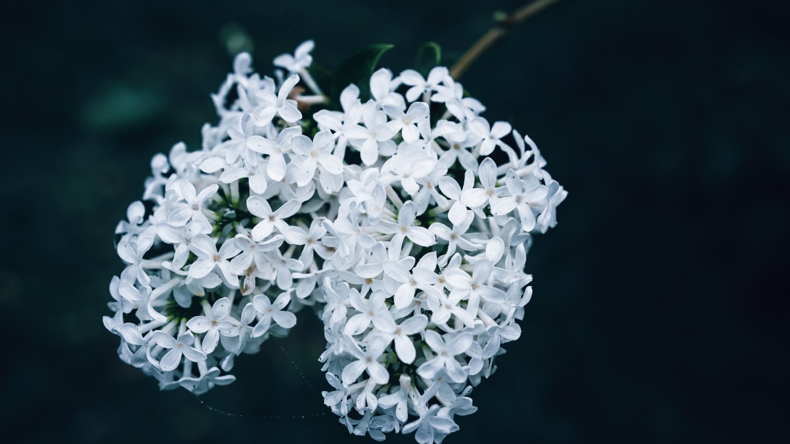 Белые цветы сирени крупным планом