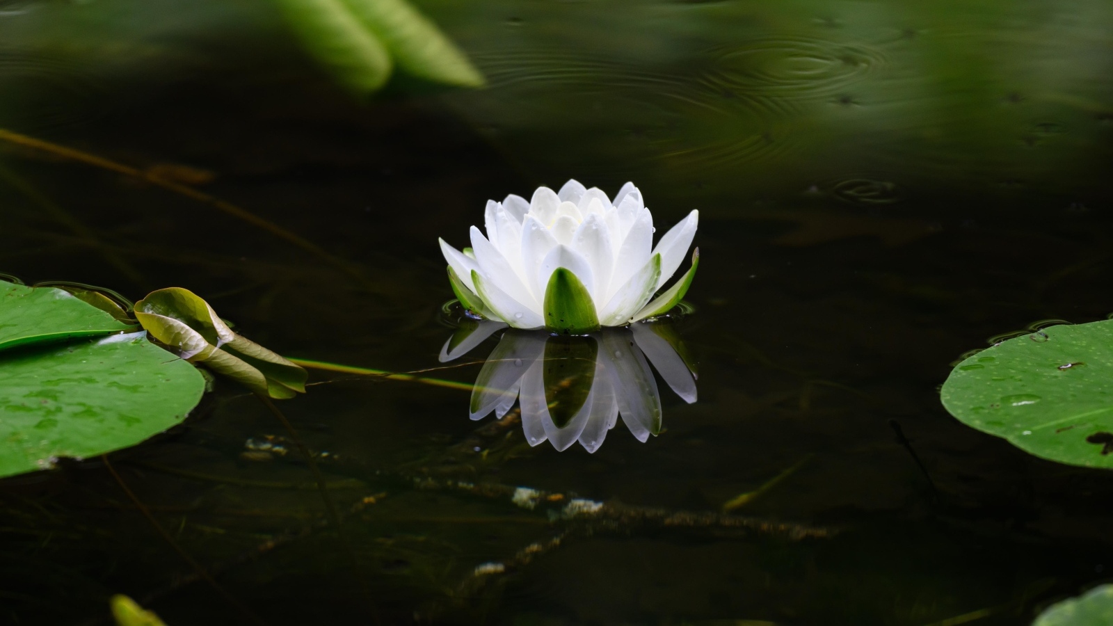 Белая водяная лилия в пруду