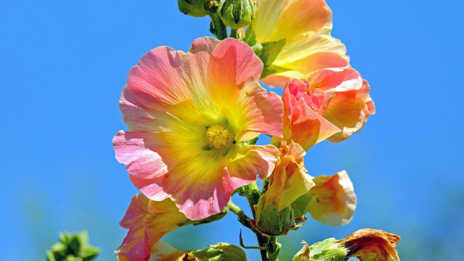 Полевые цветы мальвы на голубом фоне