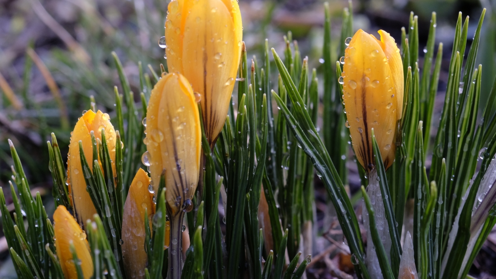 Желтые цветы крокуса распускаются на клумбе под дождем