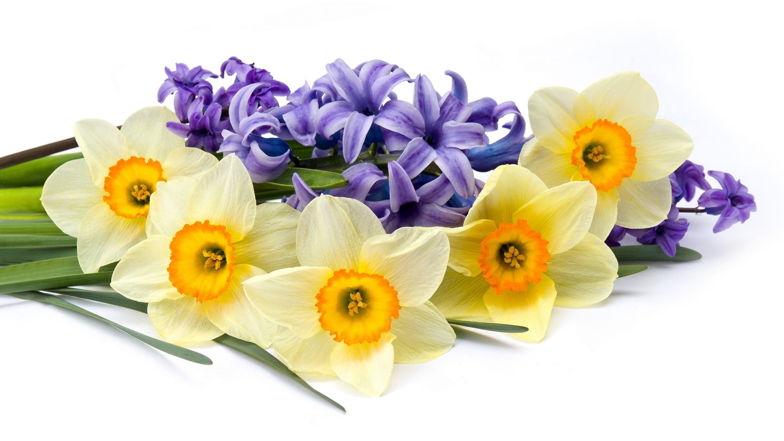 Желтые нарциссы с синим гиацинтом на белом фоне