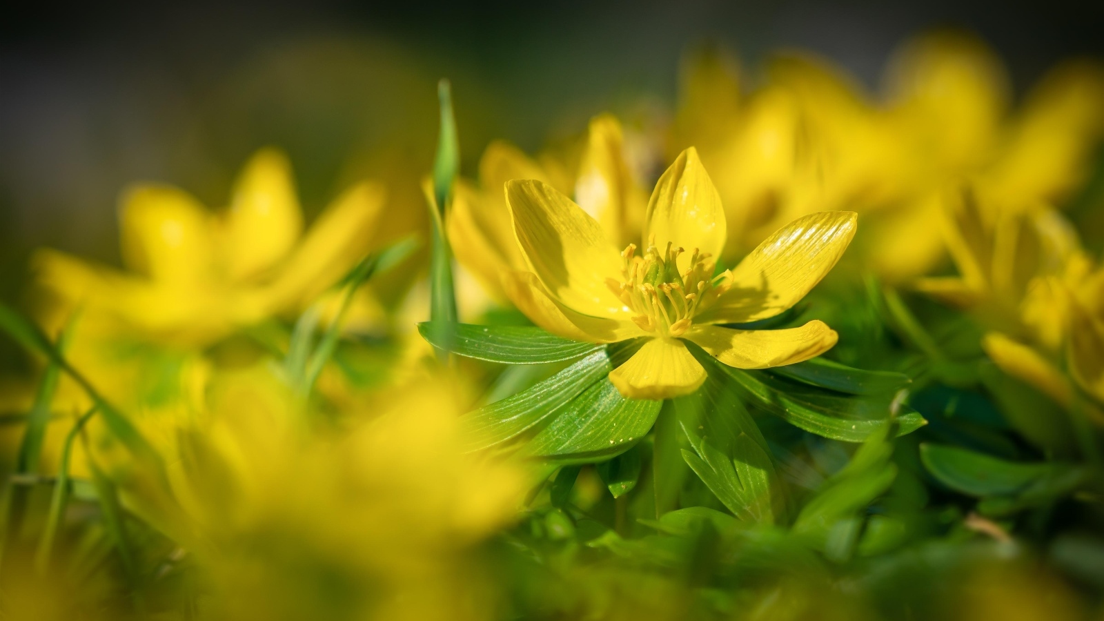 Желтые полевые лютики 