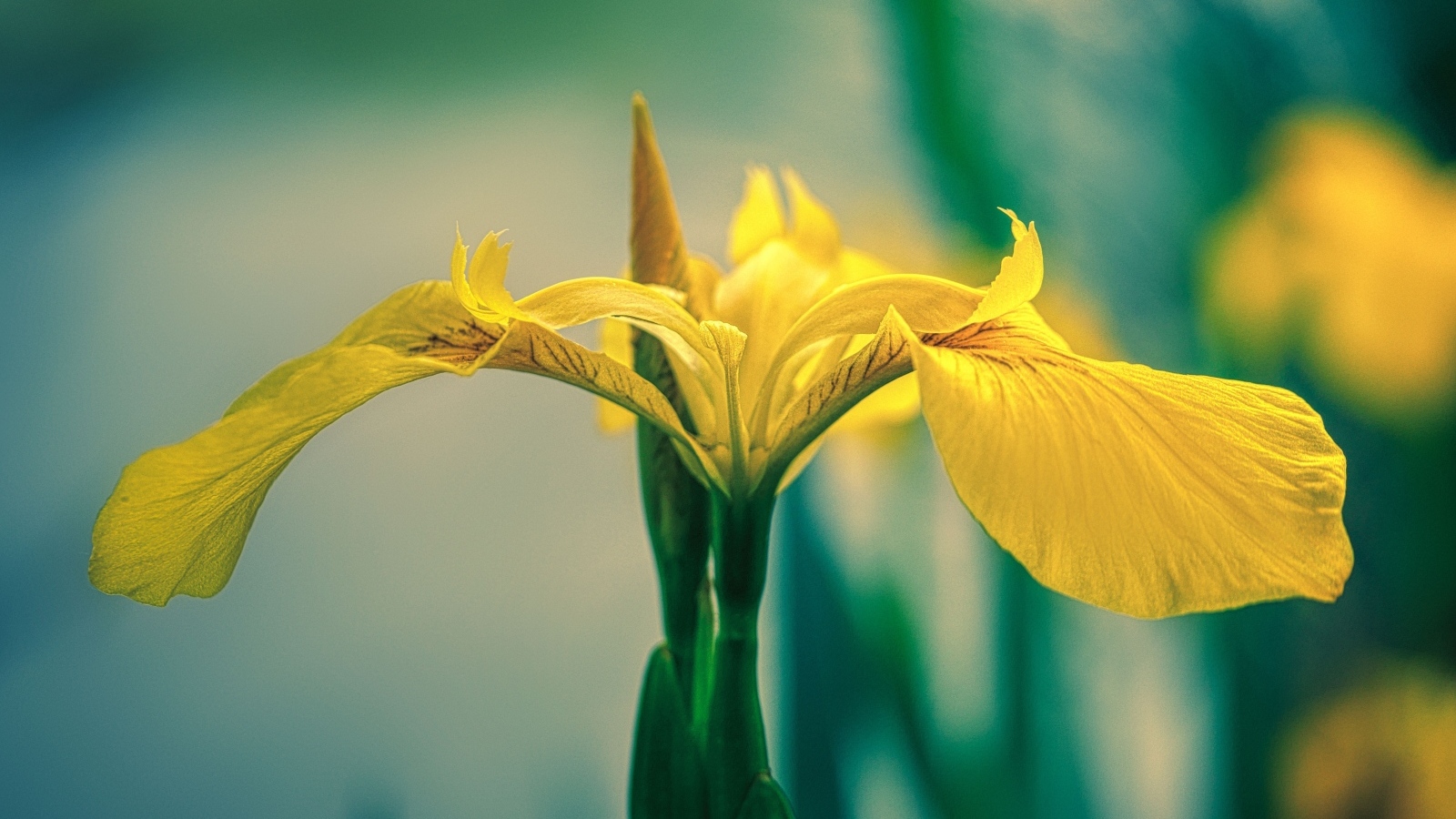 Желтый цветок ириса крупным планом