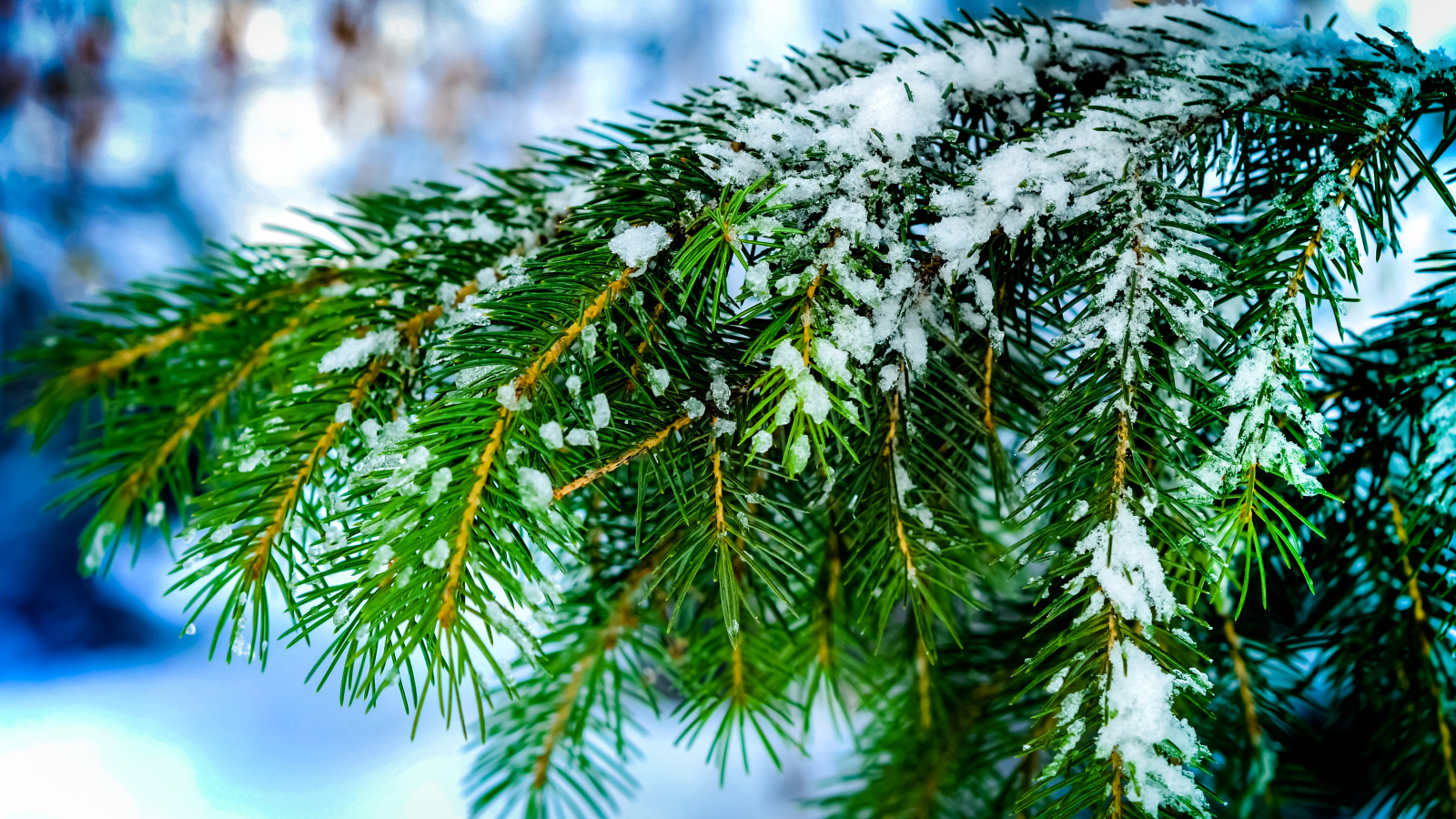 Зеленая ветка ели в снегу