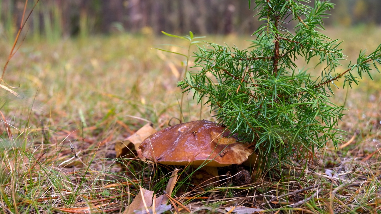 Большой гриб под молодым деревом в лесу