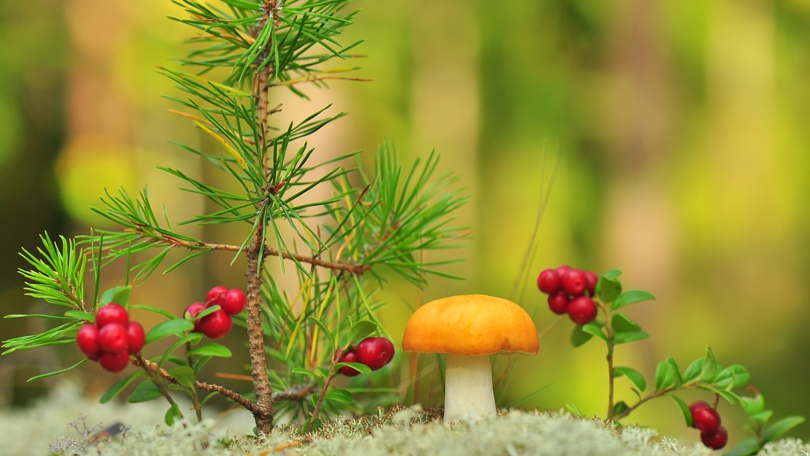 Гриб, ягоды и молодая сосна в лесу