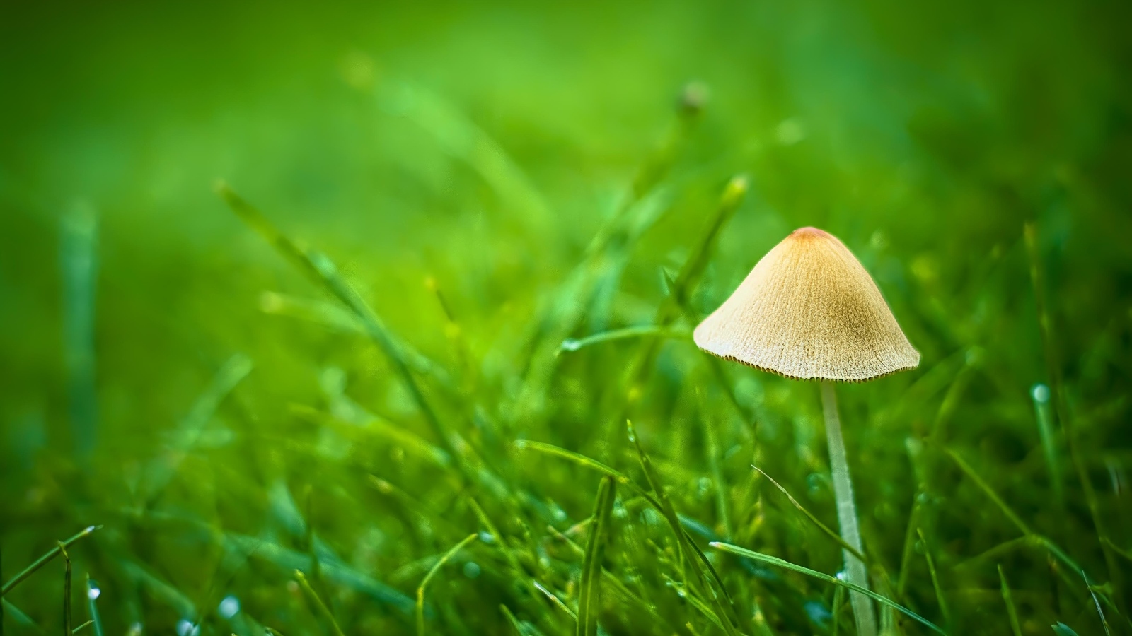 Гриб поганка в зеленой траве